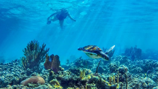 Image of Mayan Adventures - Cenote Tour